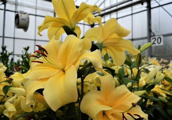 Lilium OT Eldoret