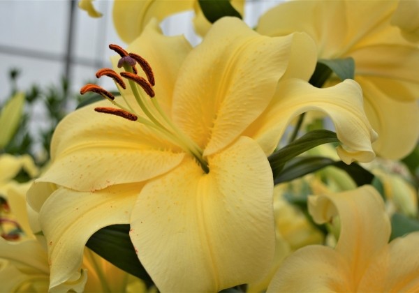Lilium OT Eldoret