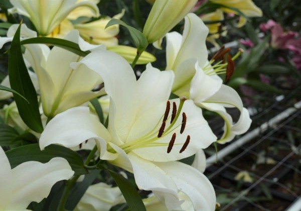 Lilium OT Monte Bianco