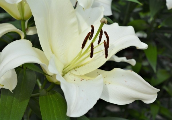 Lilium OT Monte Bianco