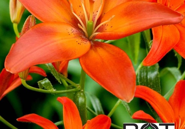 Lilium AZ Mandarin Star