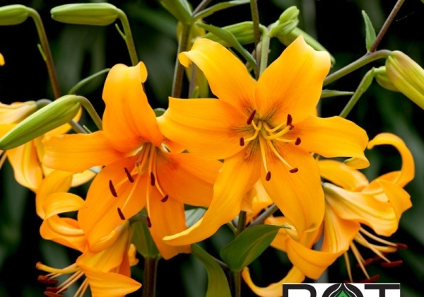 Lilium AZ Pearl Justien