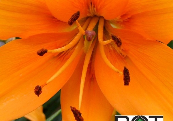 Lilium AZ Pearl Justien