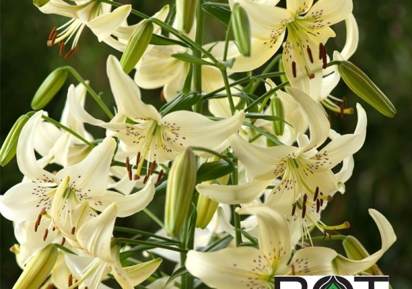 Lilium AZ Sweet Surrender