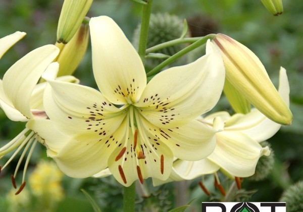 Lilium AZ Sweet Surrender