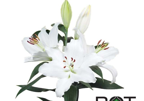 Lilium LO Trevi