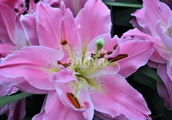 Lilium OR Dreamline