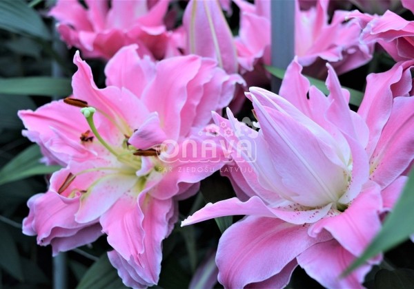 Lilium OR Dreamline