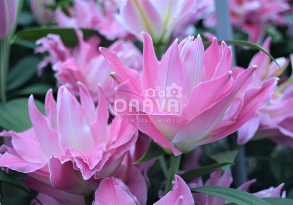 Lilium OR Dreamline