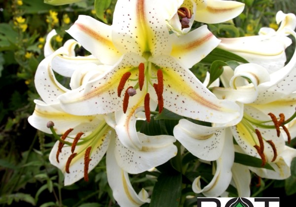 Lilium OR (podu) Garden Party