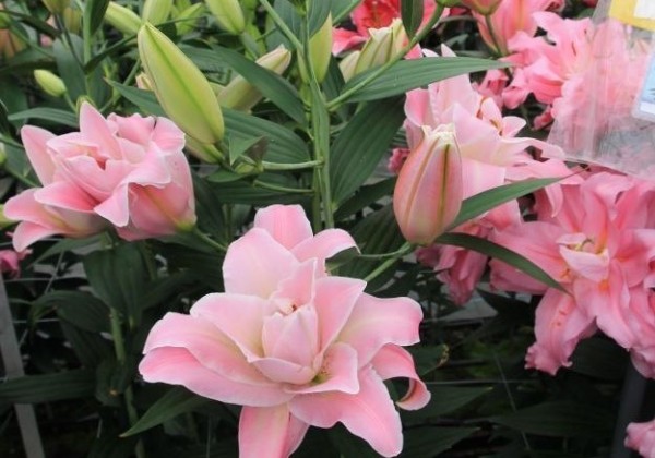 Lilium OR Magic Princess