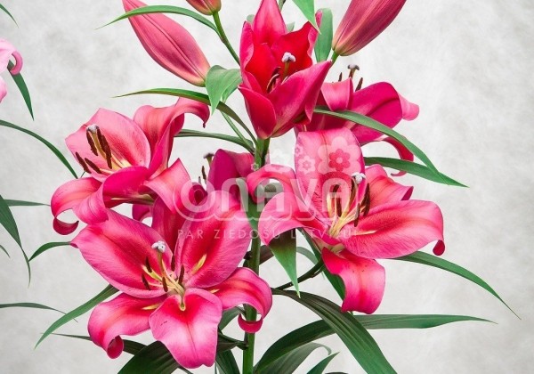 Lilium OT Red Desire