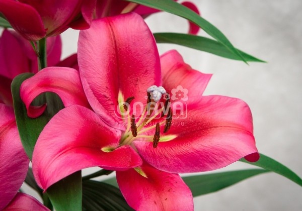 Lilium OT Red Desire