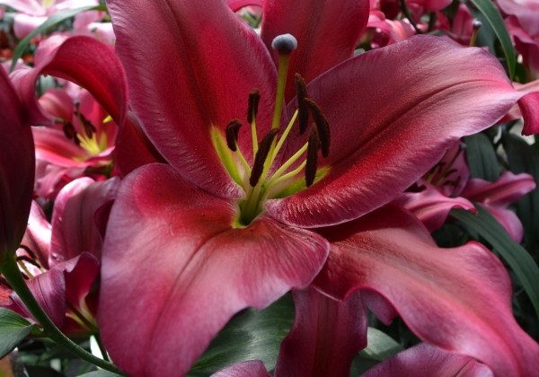Lilium OT Redford
