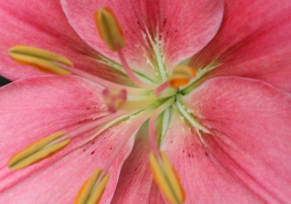Lilium AZ (podu) Foxtrot