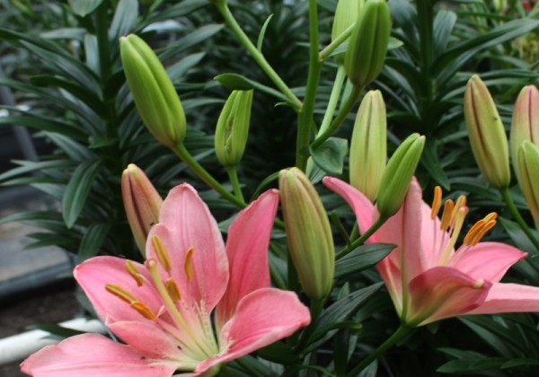 Lilium AZ (podu) Foxtrot