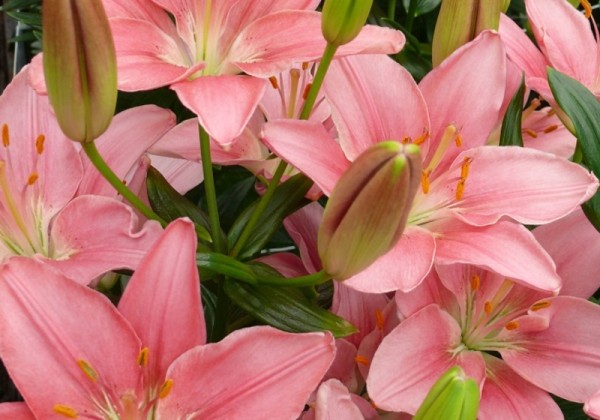 Lilium AZ (podu) Foxtrot