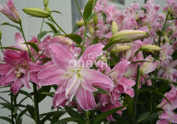 Lilium OR Lotus Elegance