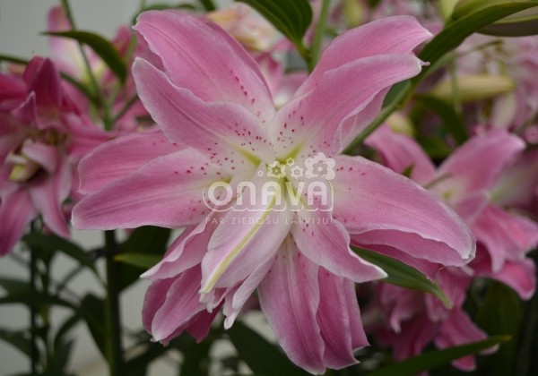 Lilium OR Lotus Elegance