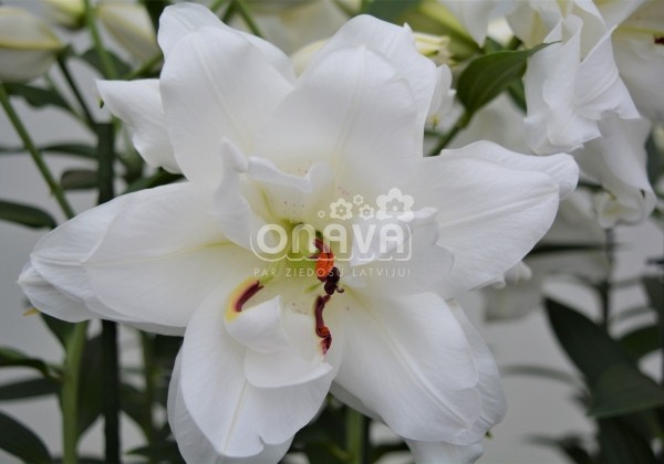 Lilium OR Lotus Pure