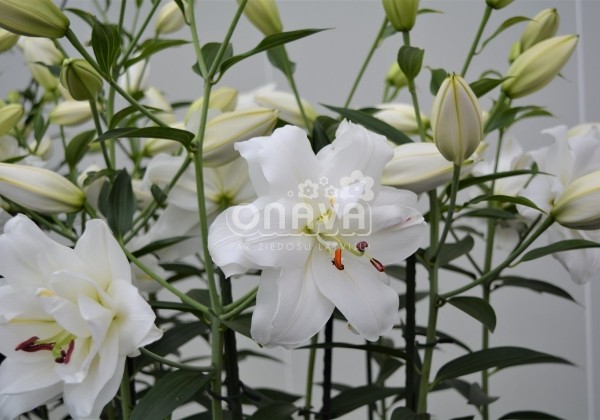 Lilium OR Lotus Pure