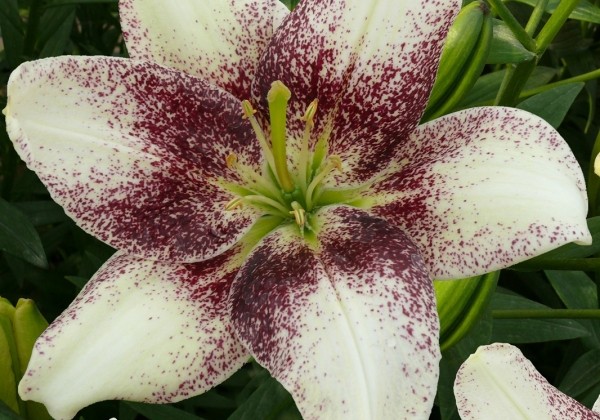 Lilium AZ Easy Spot