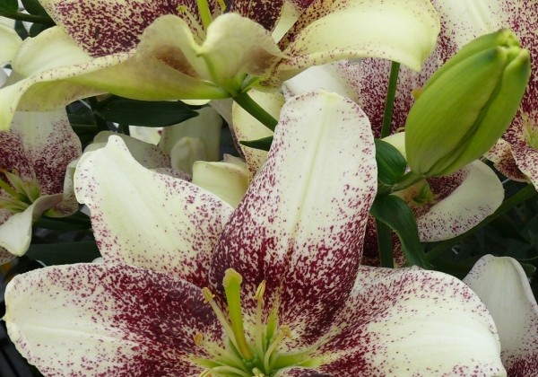 Lilium AZ Easy Spot