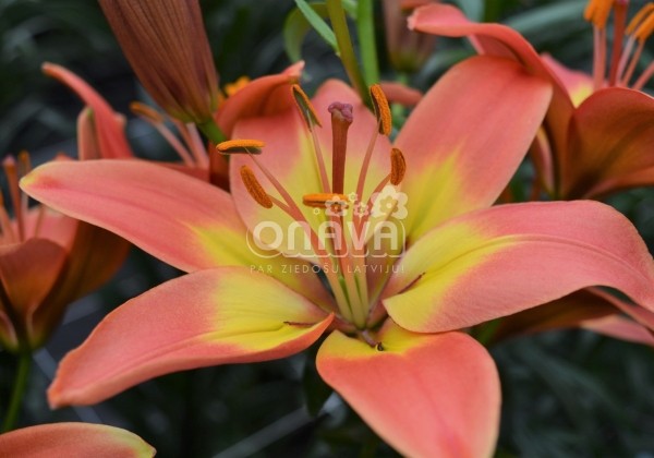 Lilium AZ Forever Linda