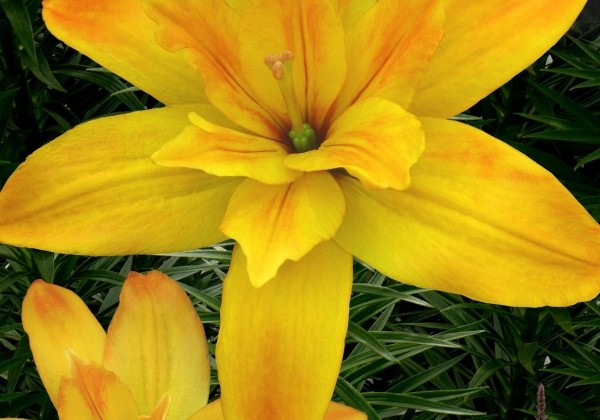 Lilium AZ Gold Twin