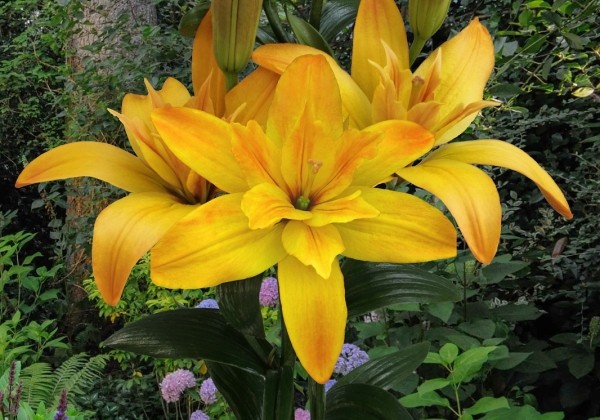 Lilium AZ Gold Twin