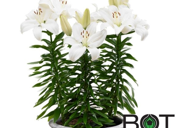 Lilium AZ (podu) Gwen