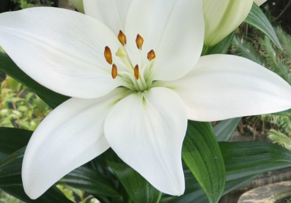 Lilium AZ Kent