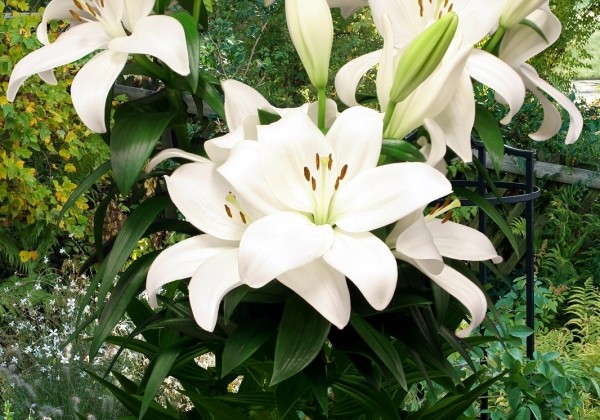 Lilium AZ Kent