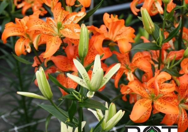 Lilium AZ Must See