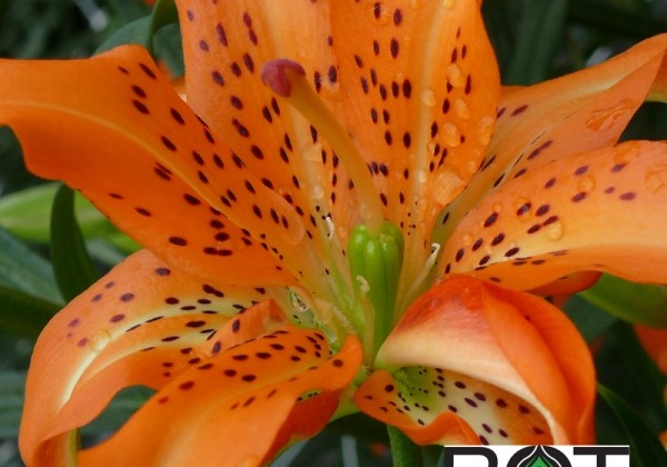 Lilium AZ Must See
