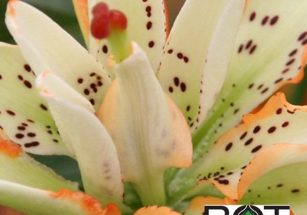 Lilium AZ Must See