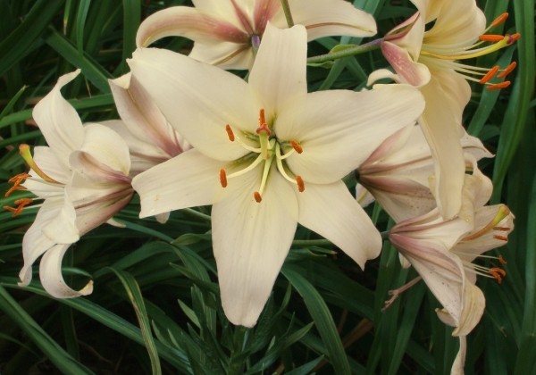 Lilium AZ Pearl Frances