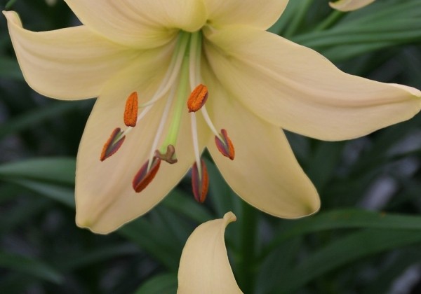 Lilium AZ Pearl Frances