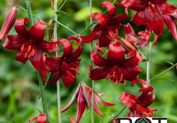 Lilium AZ Red Velvet