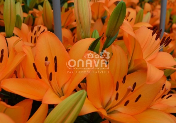 Lilium LA Caesars Palace