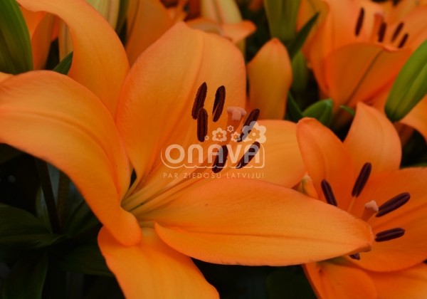 Lilium LA Caesars Palace