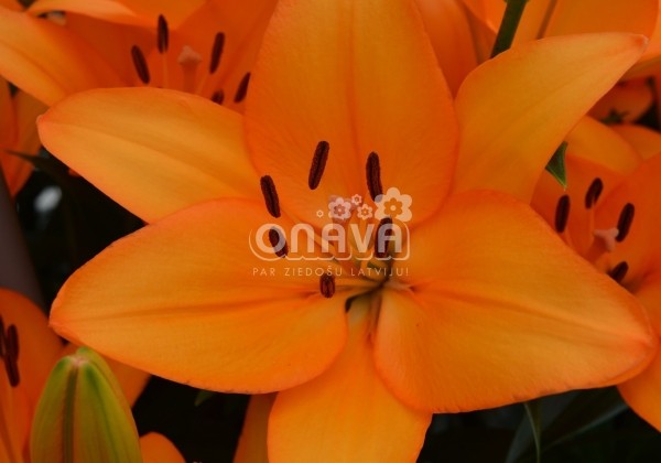 Lilium LA Caesars Palace