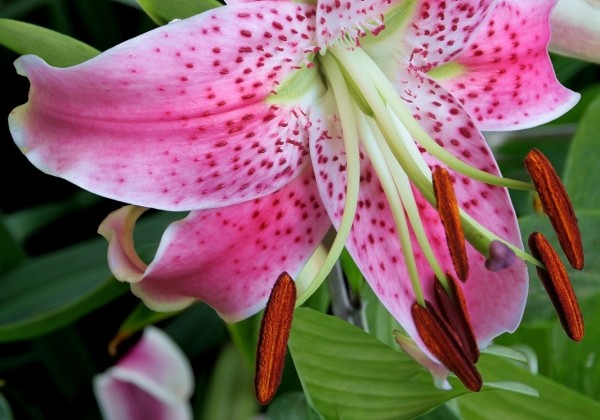 Lilium tigrinum Speciosum Var Rubrum Uchida