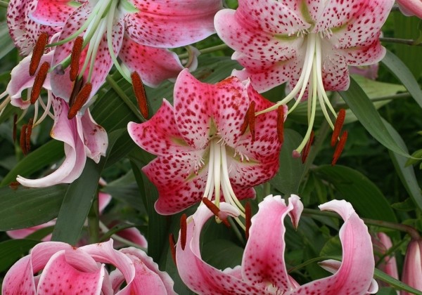 Lilium tigrinum Speciosum Var Rubrum Uchida