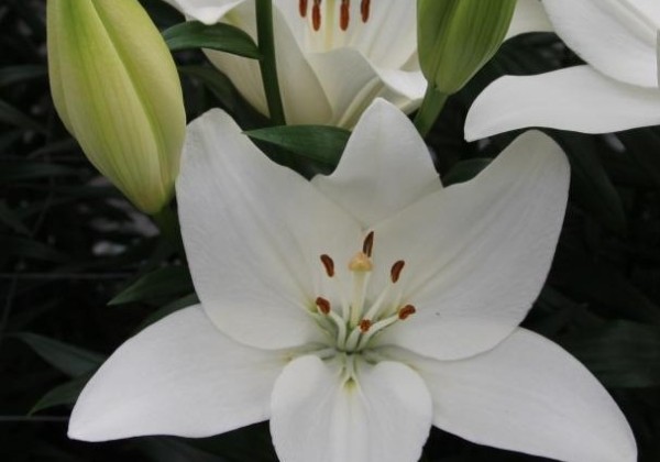 Lilium LA Scansano