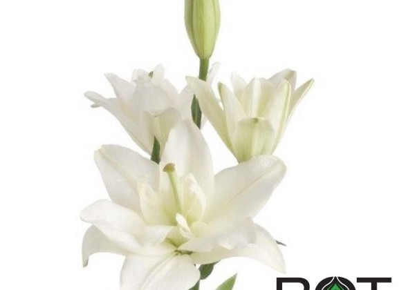 Lilium LA Belvedere
