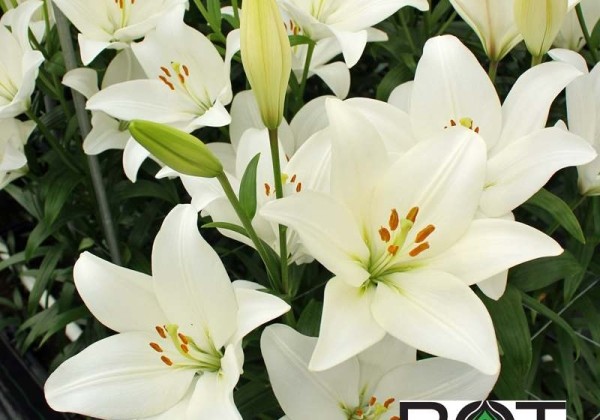Lilium LA Falkland