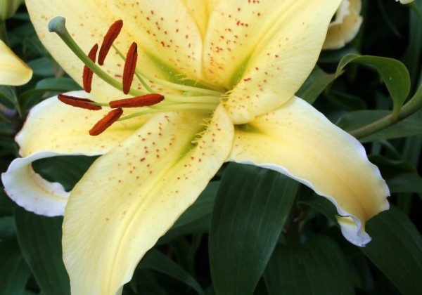 Lilium OR (podu) Gold Fever