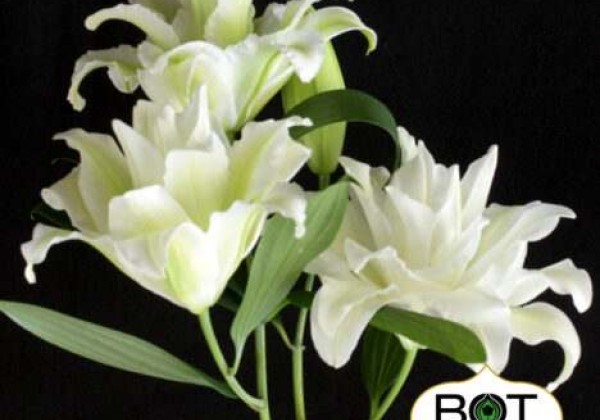 Lilium OR Snow World