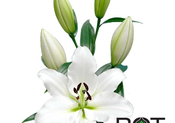 Lilium OT Vestaro